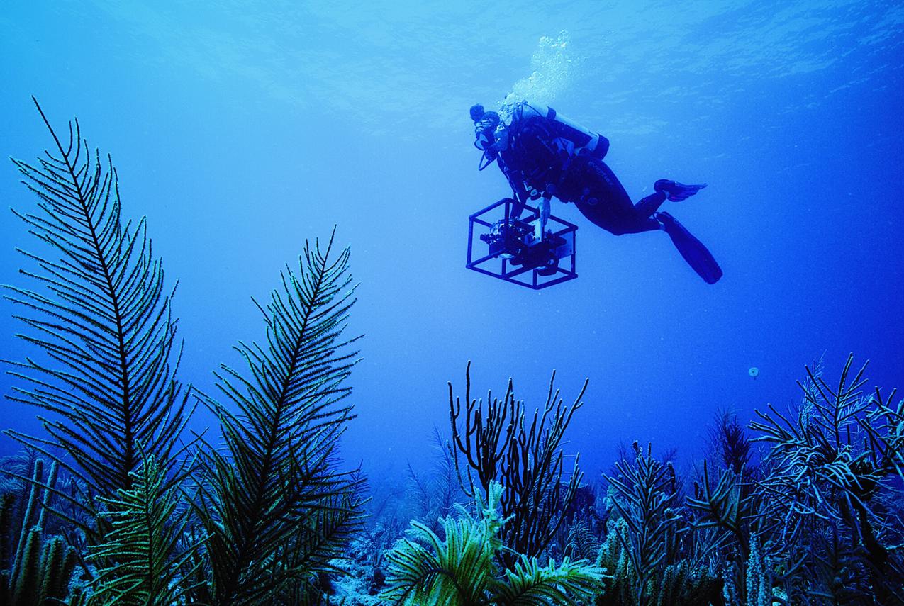 A diver with an underwater camera films a landscape of coral and other sea creatures