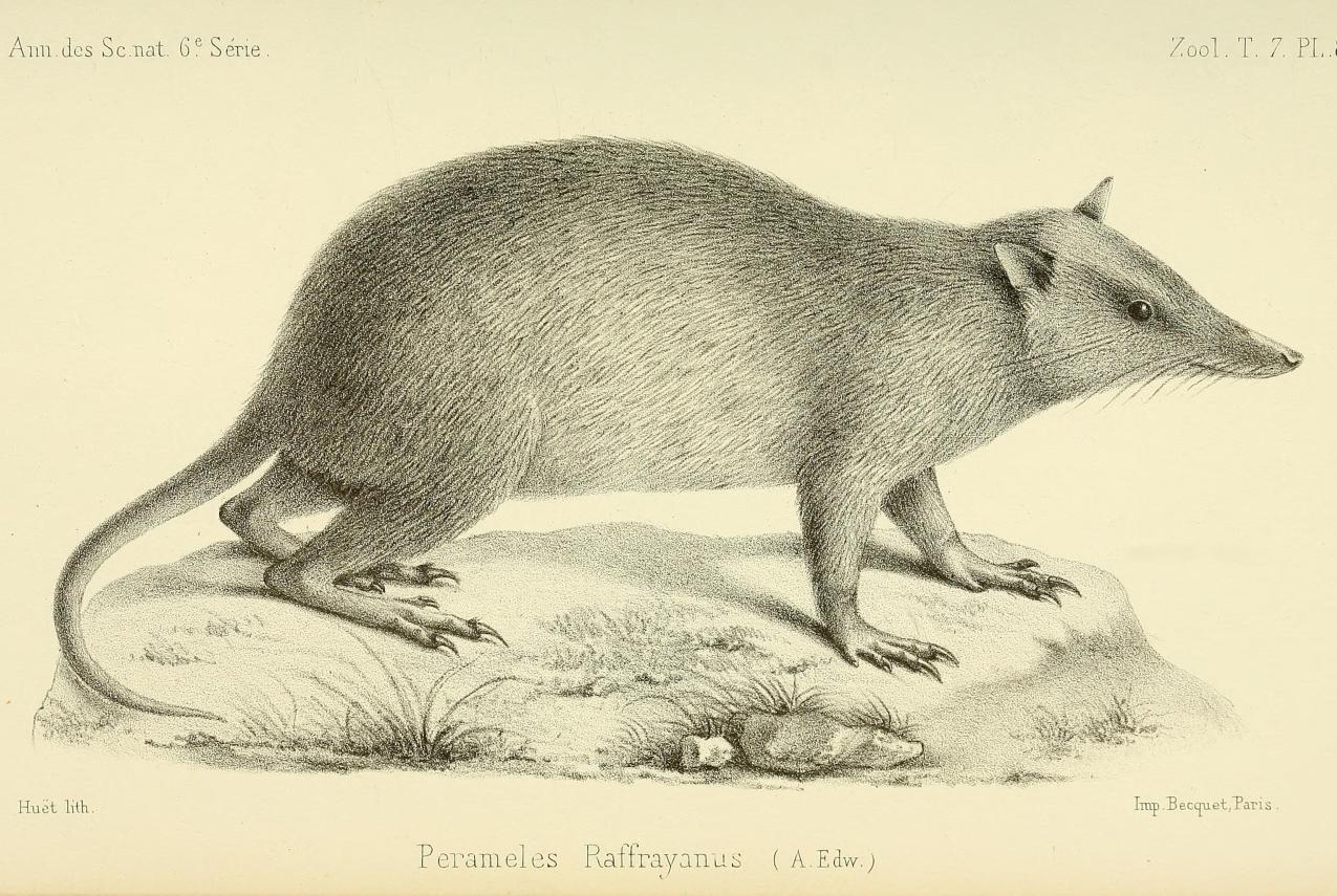 Illustration of Peroryctes raffrayana. Annales des sciences naturelles (1878). Wikimedia Commons