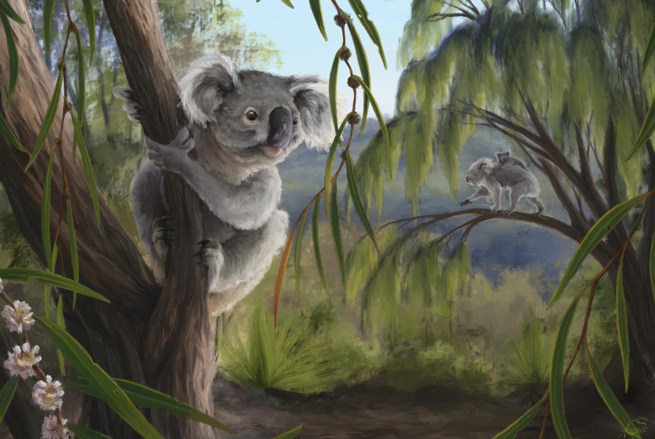 Reconstruction of the WA koala, Phascolarctos sulcomaxilliaris