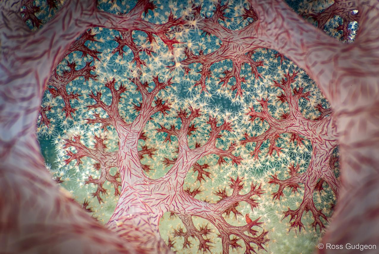 A close up of coral that looks like forest trees