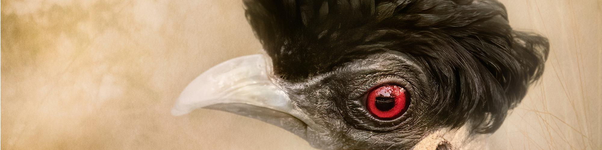 A close-up view of a crested guineafowl against a gold background