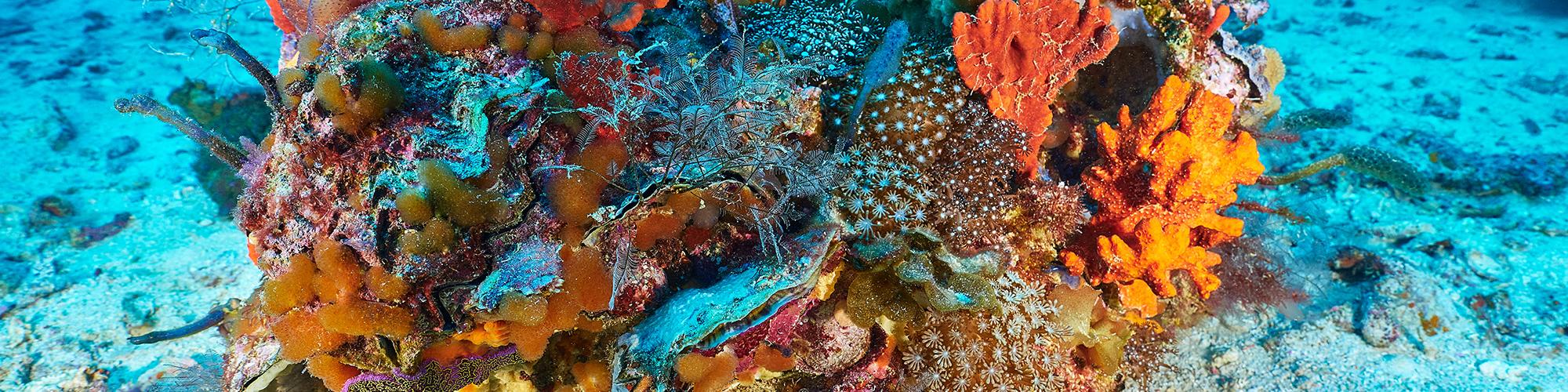 Brightly coloured corals and other sea life in deep blue water