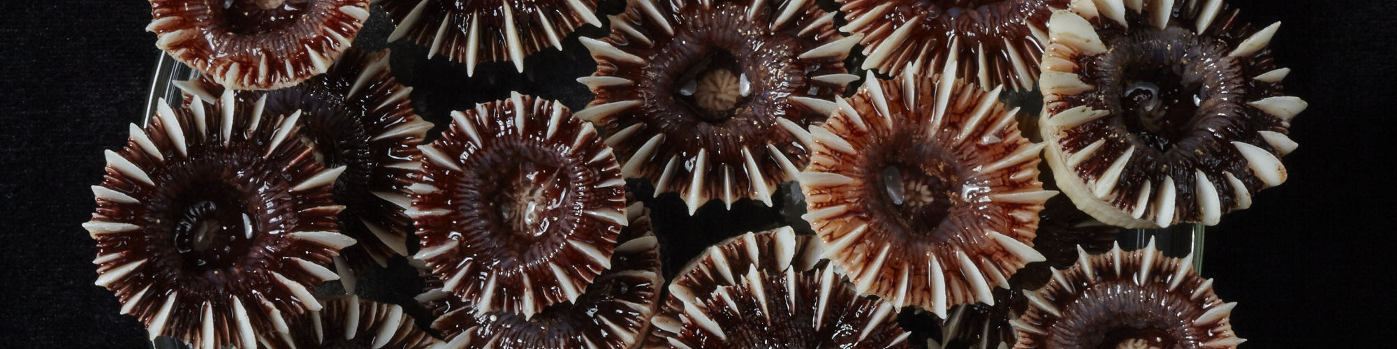 Stephanocyathus coronatus