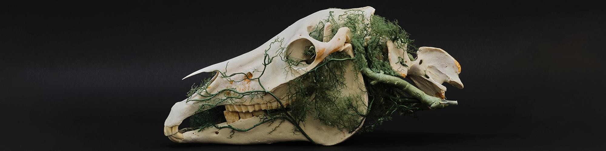 a depiction of a sheep skull with green foliage growing around it