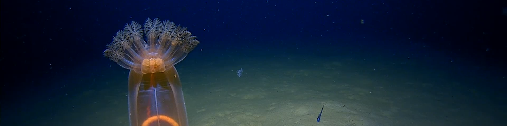 An underwater image of a seethrough creature and a crustacean on the sea floor