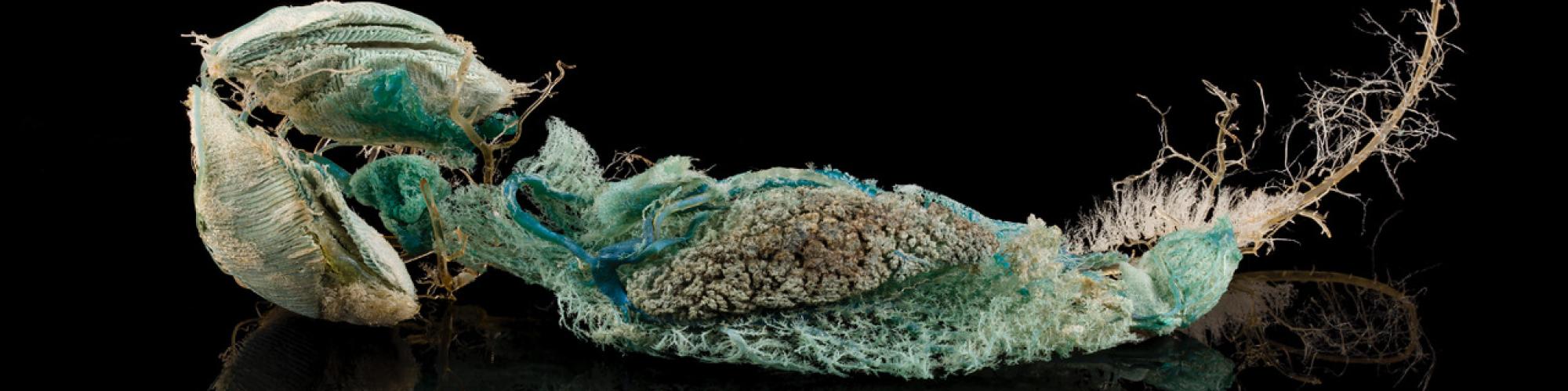 Organic form resembling a shark with turquoise and green textures against a black background.