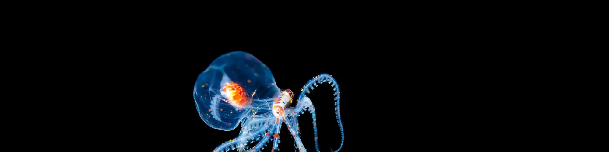 a transparent sea creature in dark water