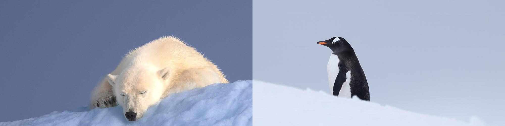 Two images side by side, one with a polar bear and one with a penguin. Both animals side on ice.