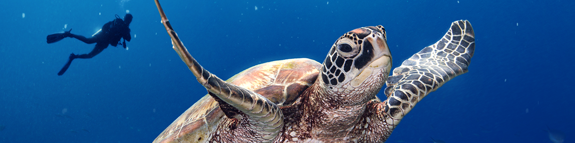 Sea turtle swimming above a vibrant coral reef in clear blue water, with a diver in the distance.