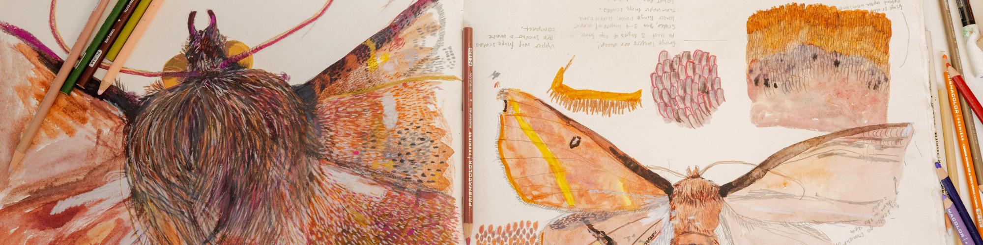 a topdown view of papers with intricate drawings of moths, drawing impliments and sample specimens