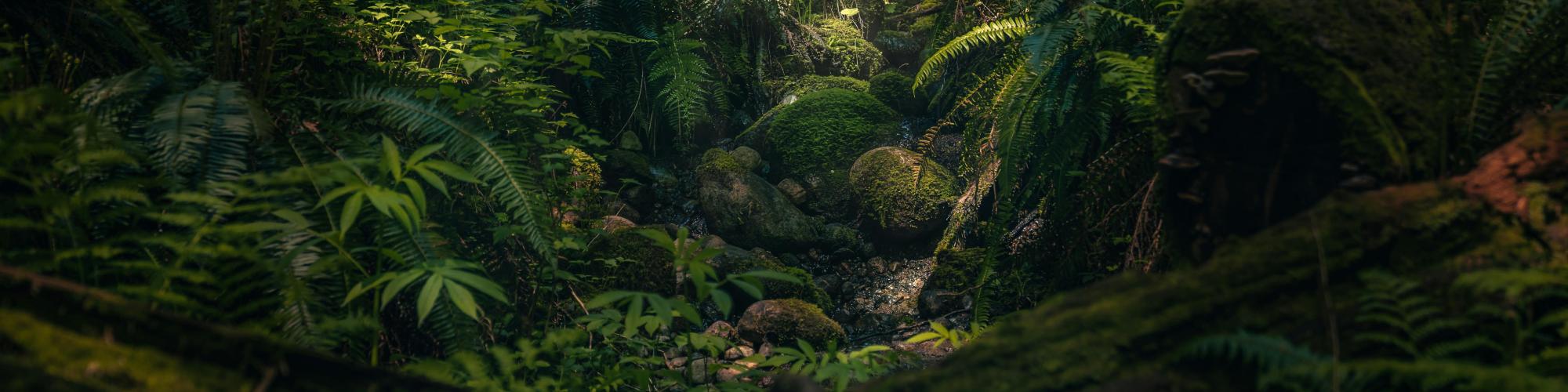 Lush fern-filled forest with moss-covered fallen logs and a small rocky stream beneath dappled sunlight.