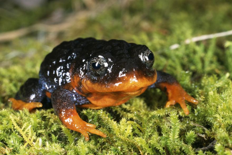 Black and brown frog sitting on grass