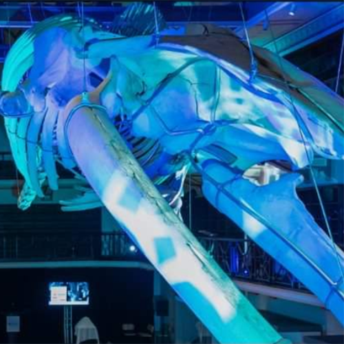 A suspended whale skeleton in a museum gallery is lit in shades of blue and green