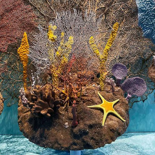Colourful sea sponges and other aquatic specimens are arranged in a museum display
