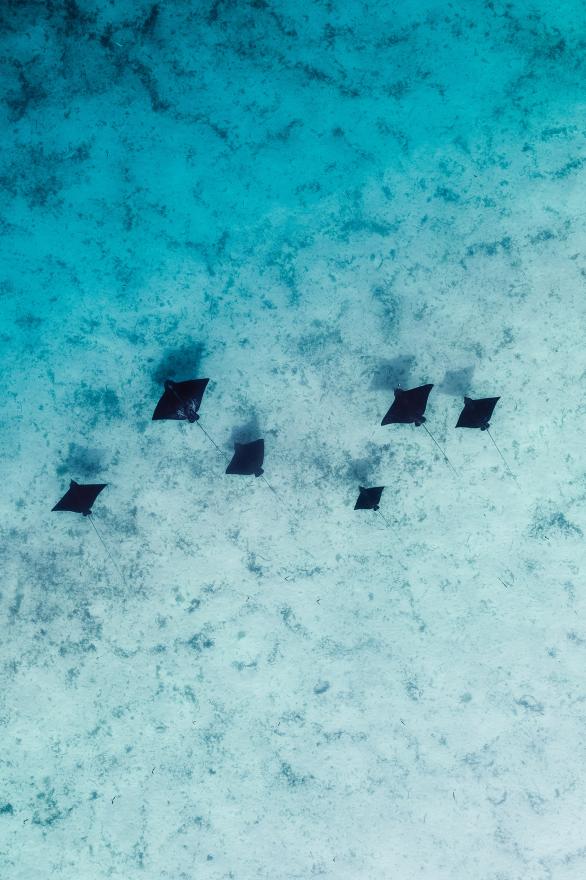 An aerial view of stingrays swimming in clear turquoise water