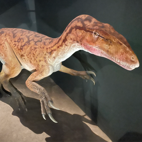 A model of a dinosaur on display in a museum