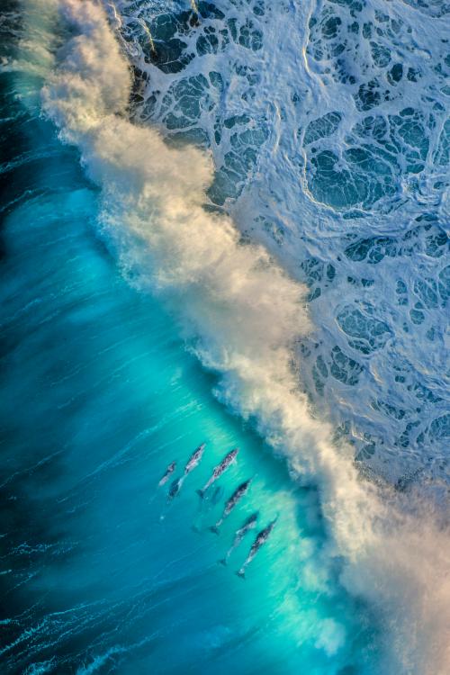 An aerial view of dolphins swimming in a clear turquoise wave
