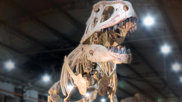 A close-up view of a dinosaur skeleton's face