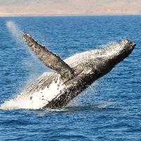 whale leaping in water