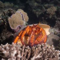 orange crab on rock