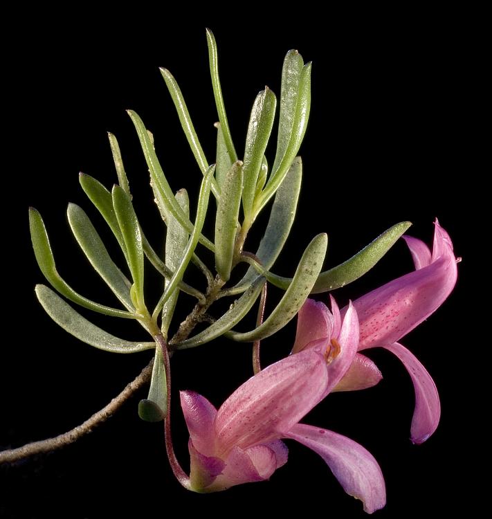 Eremophila alternifolia