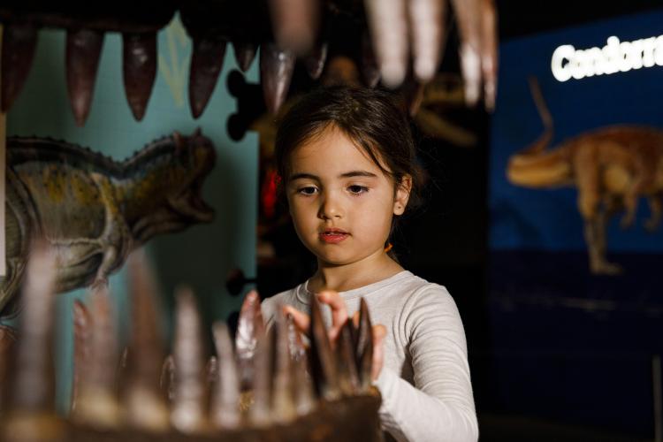 A small child inspecting the mouth of a dinosaur skeleton