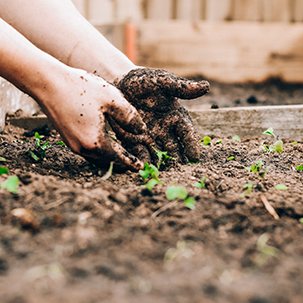 A pair of hands digging in the soil