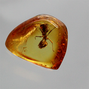 Ant in amber