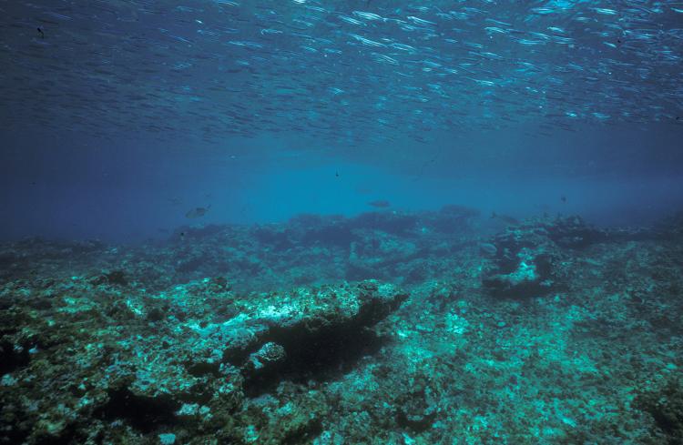 An underwater photograph of a shipwreck's anchor resting on a reef