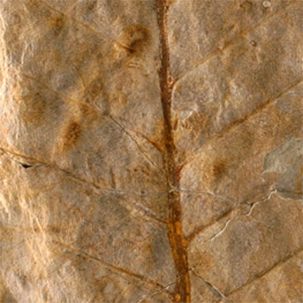 Close up image of a fossilised leaf