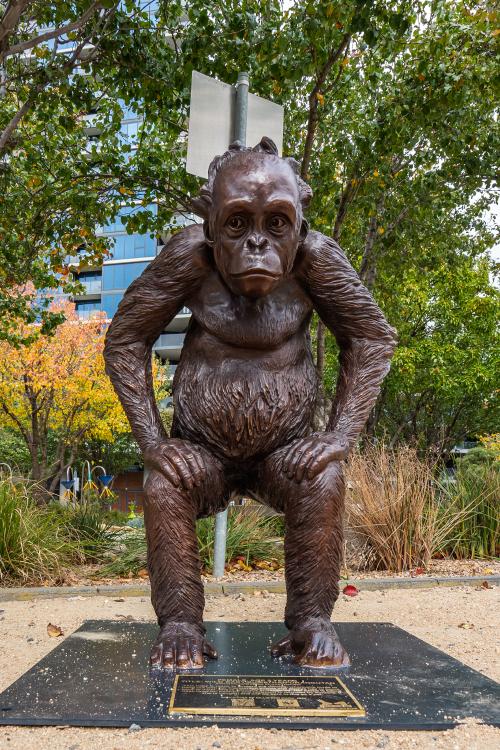 A bronze statue of a baby orangutan on display