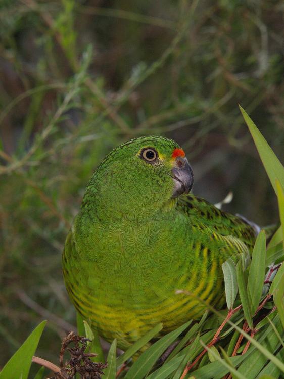 A western ground parrot perched on some leaves in daytime