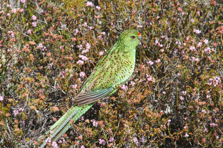 A western ground parrot perched on a flowering bush in daytime