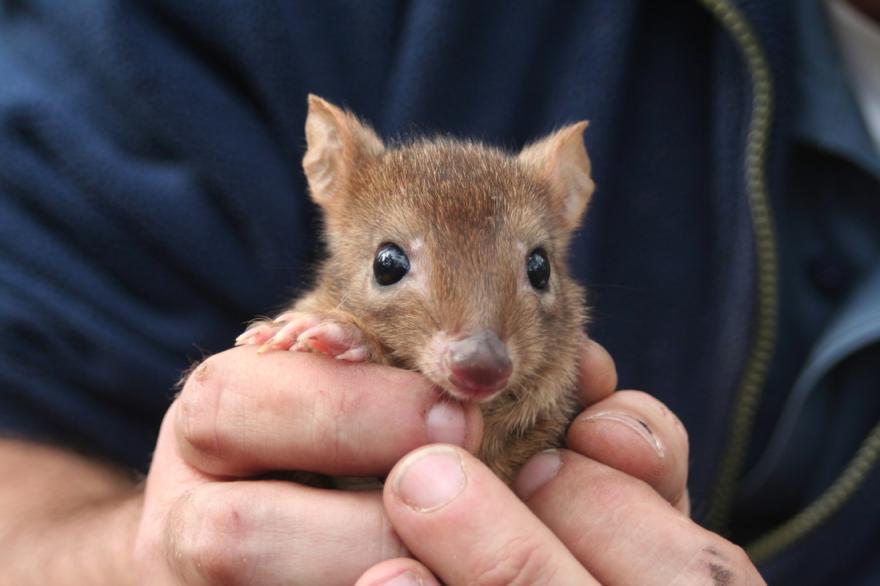 A baby woylie being held in the hands of a human carer