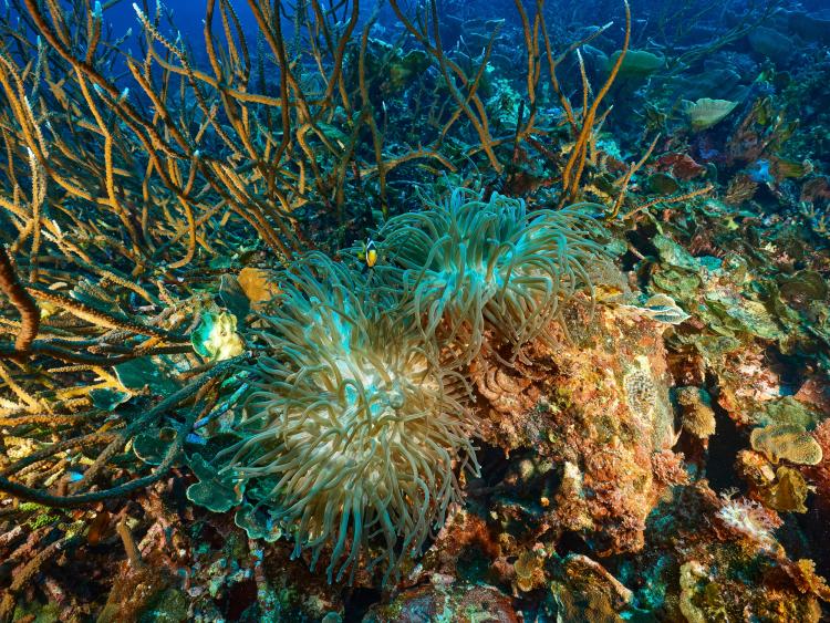 Fathoming the Abrolhos: An Underwater Exploration | Western Australian ...