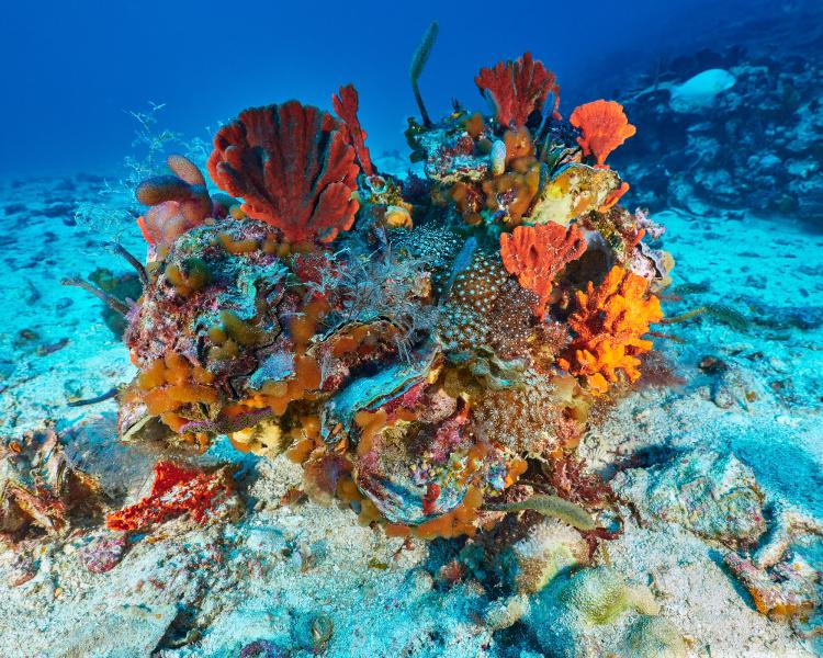 An underwater shot of reef on the Abrolhos showing brightly coloured assorted corals and reefs in a small patch on a white sandy ocean bottom
