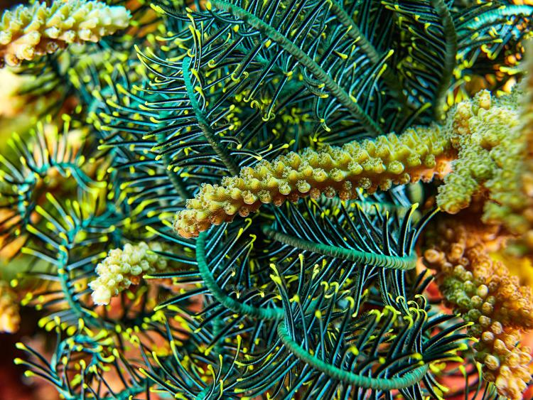 An underwater shot of reef on the Abrolhos showing a close up of a leafy sea coral with leafy green and dark blue tendrils and yellow tips