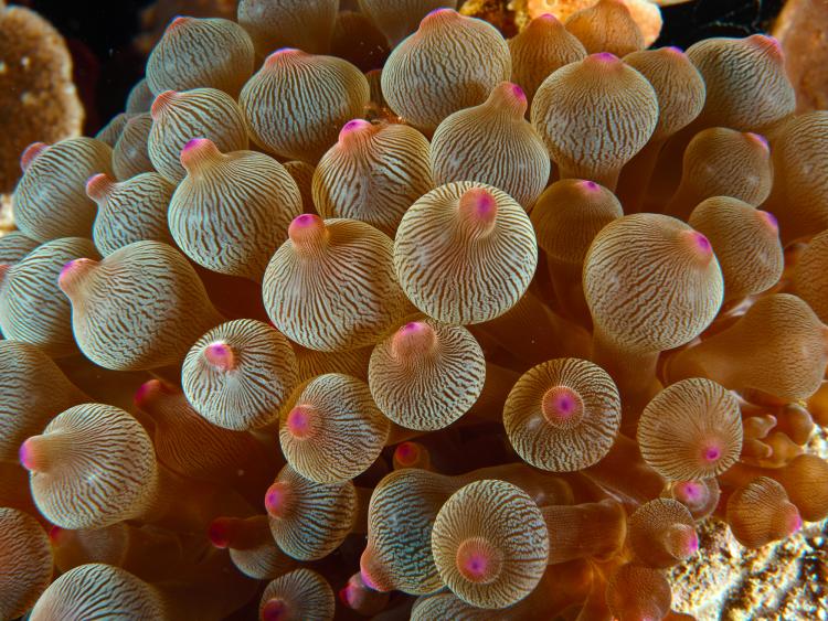 An underwater shot of reef on the Abrolhos showing a close up of a coral with small bulb-like arms patterned with stripes and tiny pink-tipped heads