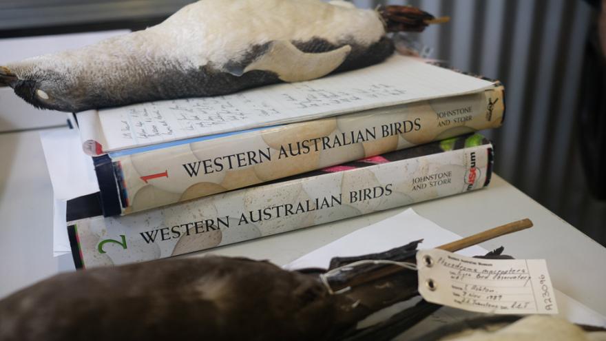 Two thick white book volumes of Western Australian Birds are stacked on a table with a taxidermied penguin skin placed on top