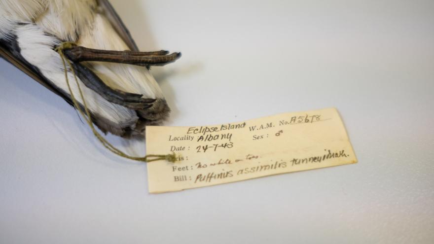 The tail and legs of a taxidermied puffin artfully arranged next to a carefully laid out label with the bird's location date sex and name