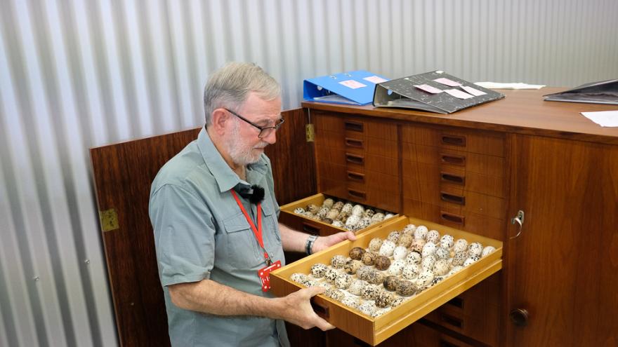 Ron Johnston wears a teal button up shirt and a red lanyard and carefully pulls out a drawer of speckled eggs from a brown wooden cabinet