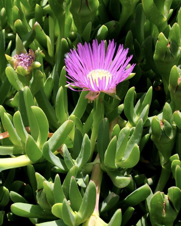 A vividly purple Pigface flower in a bush of thick green leaves