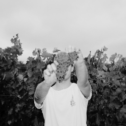 A man holding grapes in front of a vineyard.