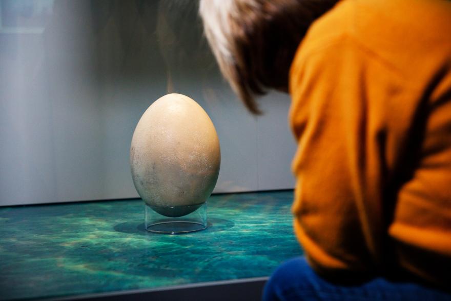 A person in an orange sweater closely observes a large, light-colored egg on a glass pedestal.