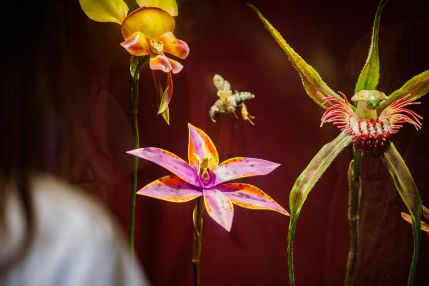 Close-up of three vibrant flowers with distinct shapes and a hovering insect against a dark red background.