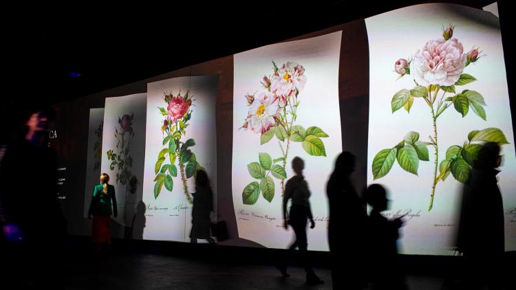 A projection of five historic pages with historic illustrations of roses on a long wall interspersed with the silhouettes of Museum visitors who stand watching the scene