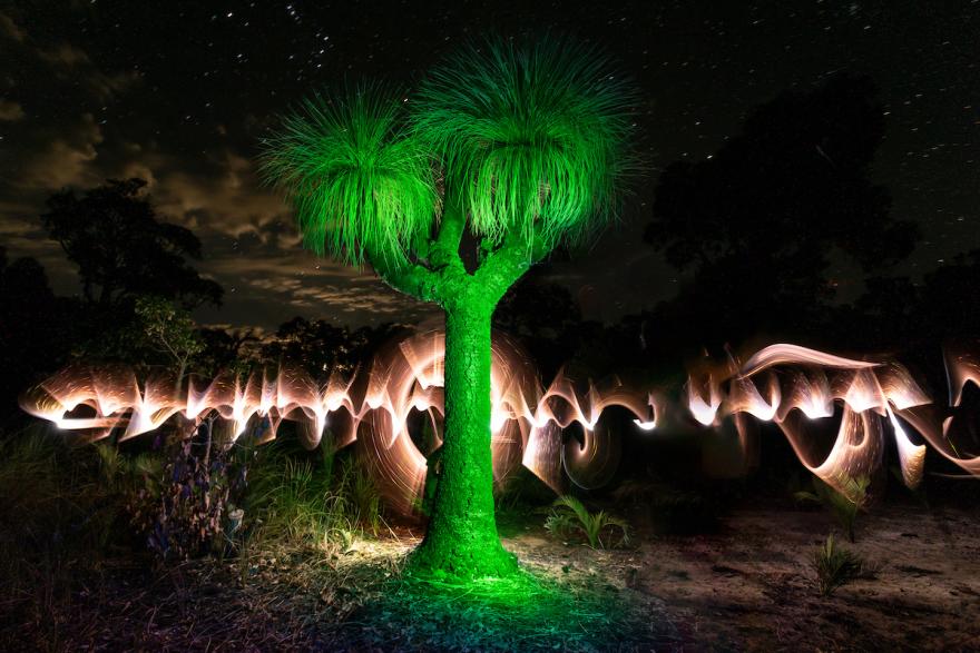 A balga tree glows green against a dark sky with long exposed ribbons of light behind it