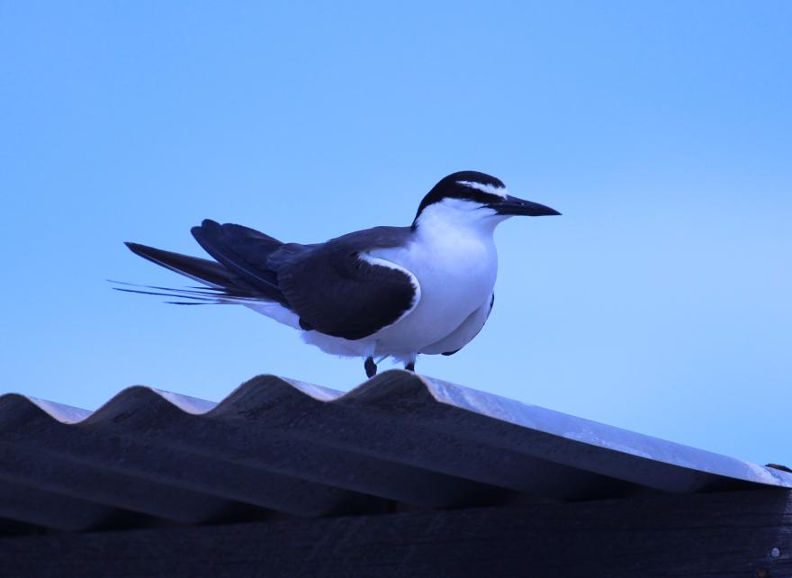 A black and white sea bird standing on a corrugated iron roof, blue sky in the background.