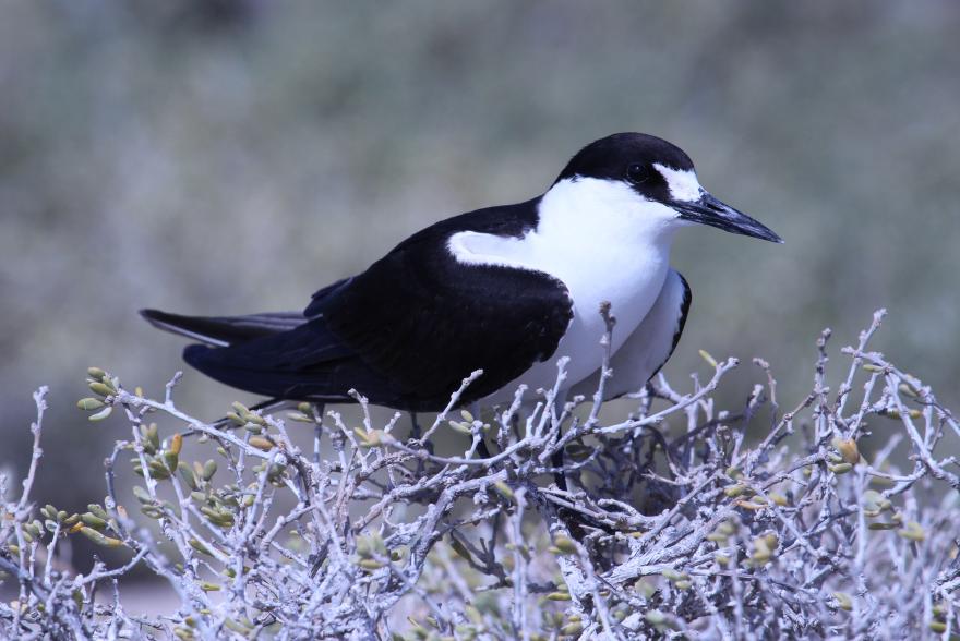 A black and white sea bird standing in a scrubby bush