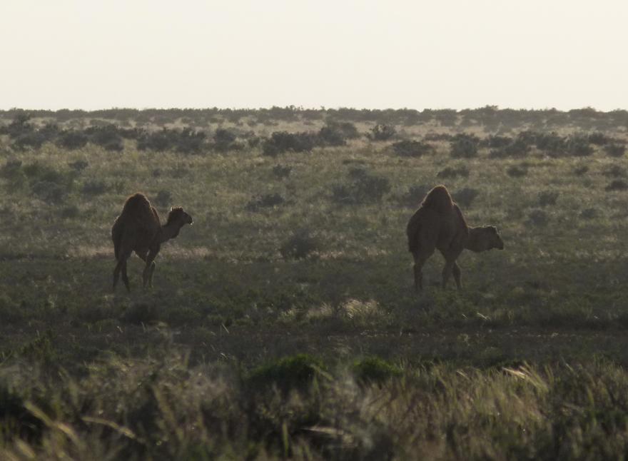 Two wild camels traversing a grassy plain
